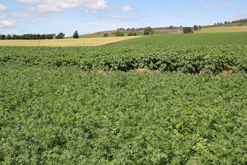 Pollinator alongside potatoes © Eric Anderson Pollinator alongside potatoes © Eric Anderson
