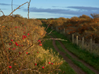 Five reasons to value hedgerows in the farmed landscape