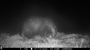 Badger predation