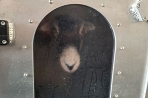 Swaledale in fart chamber