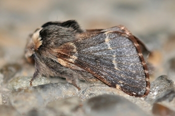 December moth