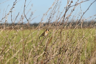 Goldfinch On Chicory Seeds At Allerton C .Alex Keeble s