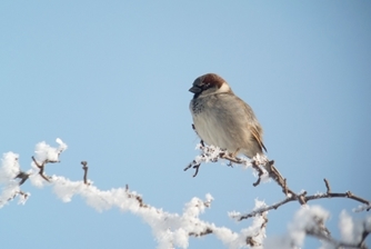 House Sparrow - C .Will George