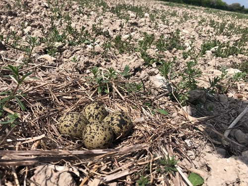 Lapwing Nest 2 - Bleddyn Thomas