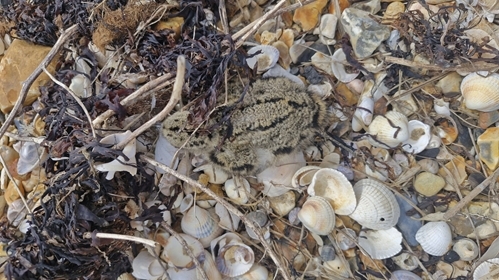 Oystercatcher _Chick - Rosa Hicks