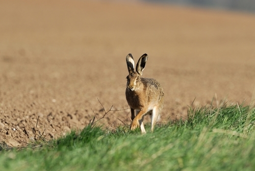 Brown -hare 1-wwwlauriecampbellcom