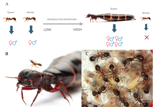 Division Of Labour In Ants