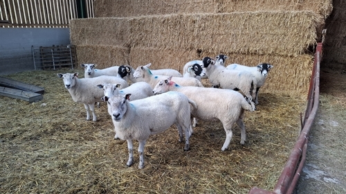 Swaledales and Texel crosses