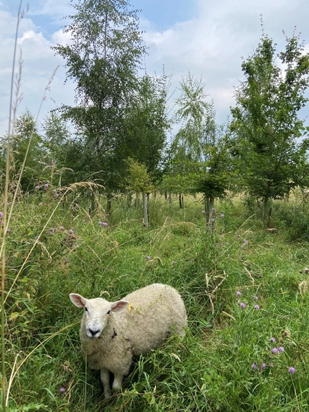 Sheep at Loddington