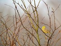 Yellowhammer