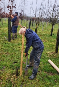 Planting trees at Loddington