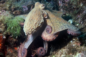 Common octopus