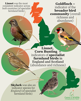 Bird Indicator Graphic Jayna Connelly