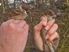 Are Tree Sparrows and House Sparrows really that different? Our expert Ellie Ness explains.