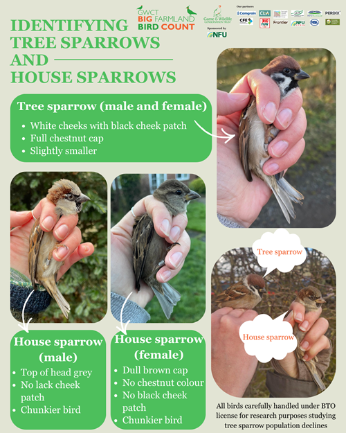 Sparrow Comparision Graphic Jayna Connelly