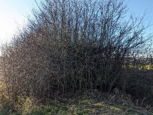 Holloways Hedge