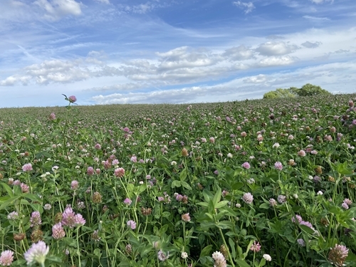 AB15 Legume Fallow Pond Field Allerton
