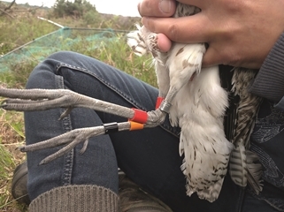 Mrs Odgens Ringed Curlew