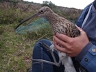 New Forest curlew becomes the oldest living bird of its species in the UK
