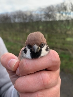 Tree sparrow in hand (Raymond Duncan)