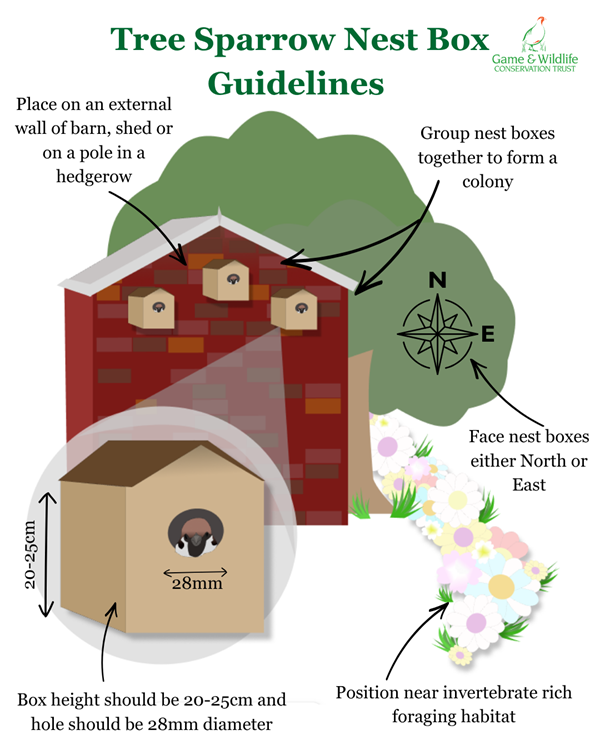 Tree sparrow nest box guidelines