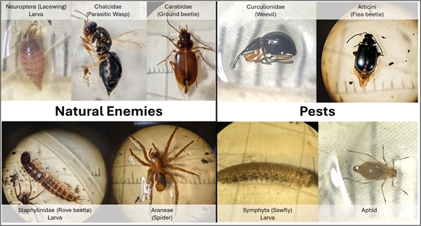 Pest and natural enemies Pest and natural enemies