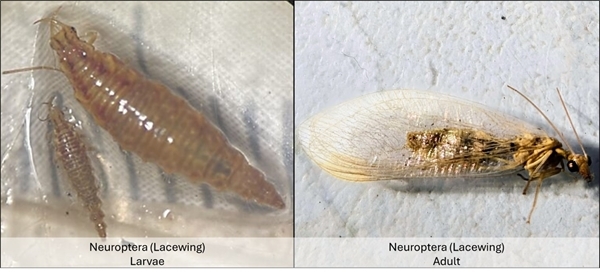 Lacewing larva Lacewing larva