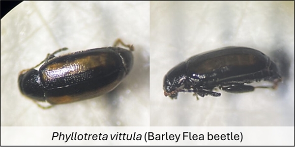Barley flea beetle Barley flea beetle