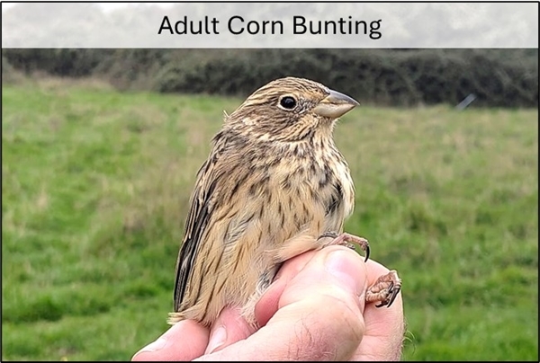Adult corn bunting