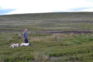 Dogs on moor