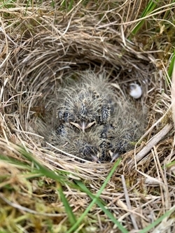 Nest