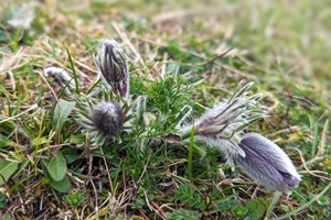Pasqueflower