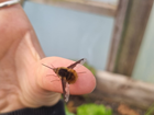 Have you heard of cuckoo bumblebees?