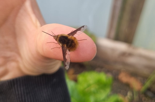 Beefly Jayna Cropped
