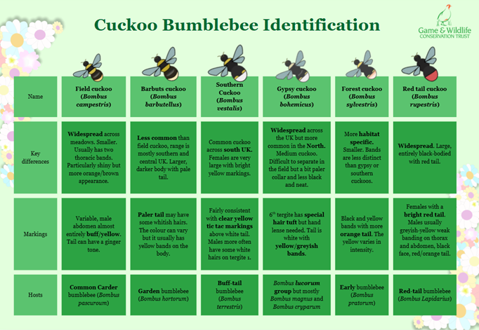 Bumblebee Grid Screenshot