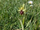 Bee orchid pollination: The ultimate deception