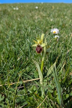 Bee orchid