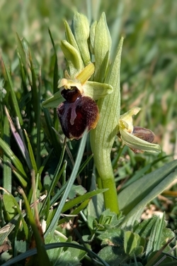 Bee orchid