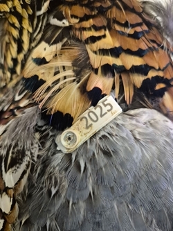 Pheasant tag year