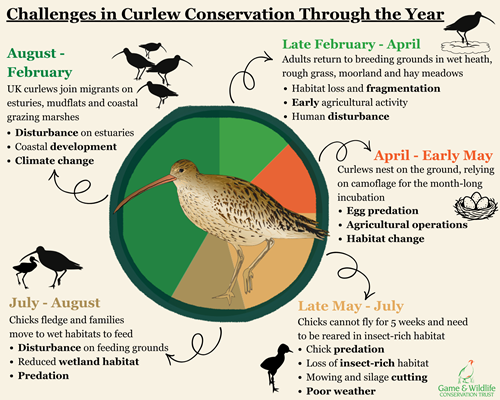 Curlew Life Threats Graphic 2
