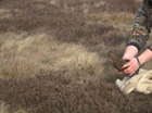 Springing into the breeding season: Maternal condition and breeding success in red grouse