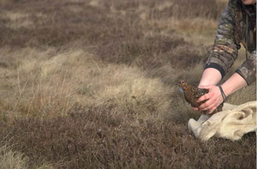 Leah Cloonan Uplands