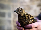 Ten more greyhens fitted with GPS tags as part of black grouse brood foraging study