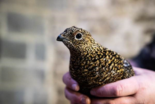 Leah Cloonan Uplands 2