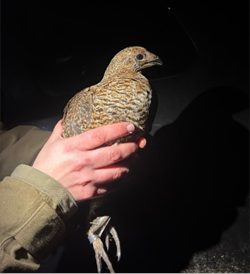 Black Grouse Tagging Uplands Team 2