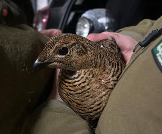 Black Grouse Tagging Uplands Team