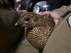 Ten more greyhens fitted with GPS tags as part of black grouse brood foraging study