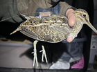 Snipe on the move
