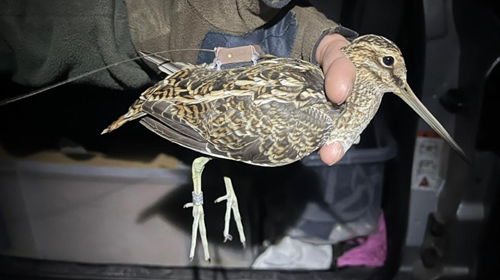 Snipe Bleddyn Thomas