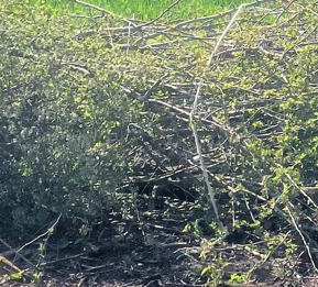 Hedge